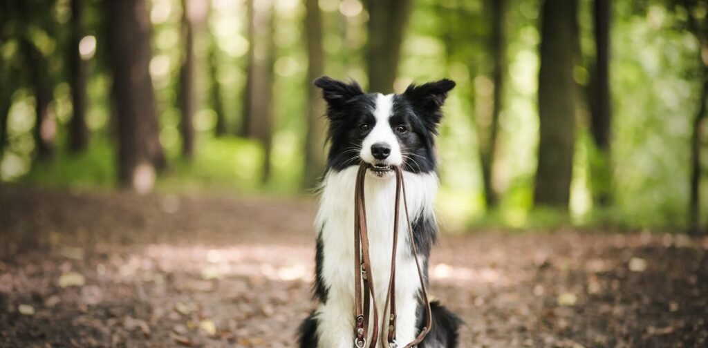 Fully fenced dog parks alongside nature reserves could help protect wildlife