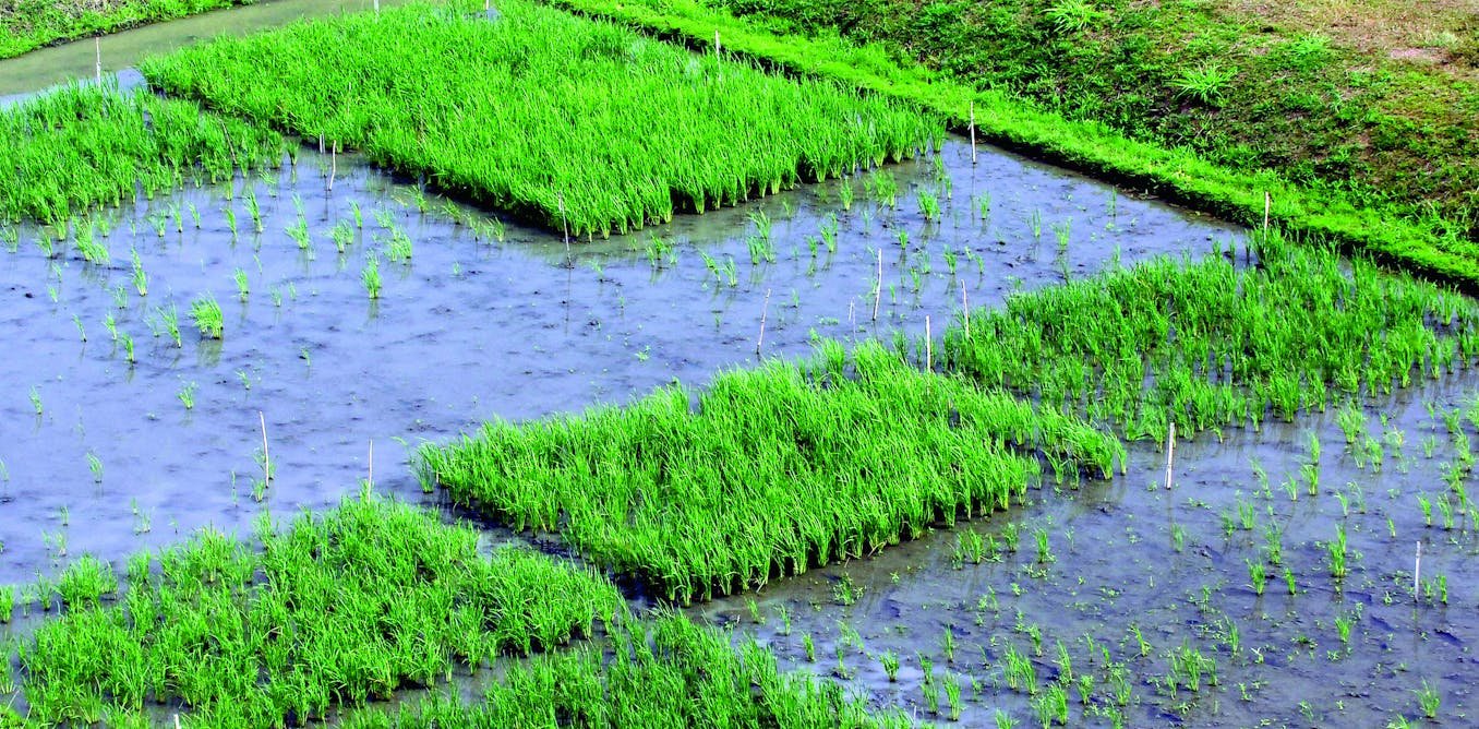 Moving beyond pro/con debates over genetically engineered crops
